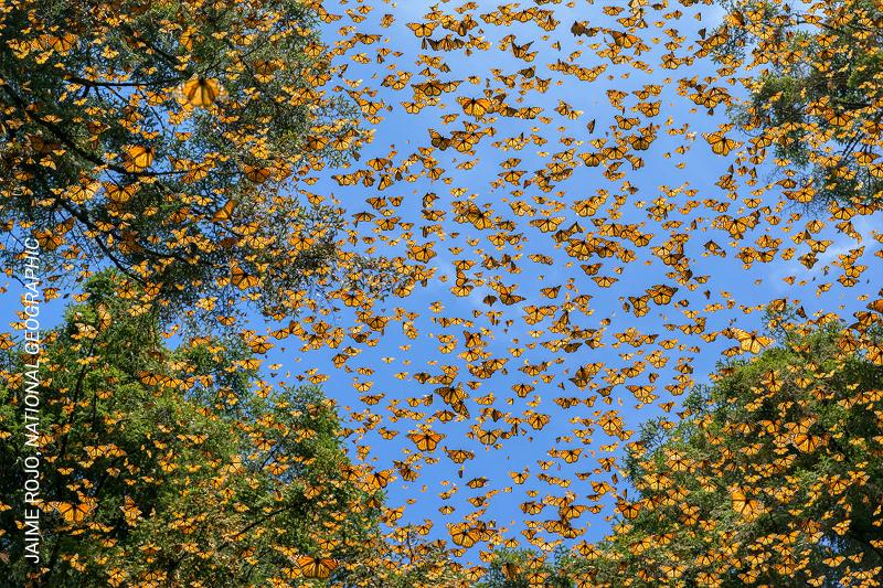 Tausende von Schmetterlingen 